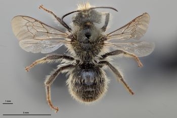Media type: image;   Entomology 792472 Aspect: habitus dorsal view